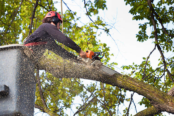 Best Tree Removal Near Me  in Estero, FL